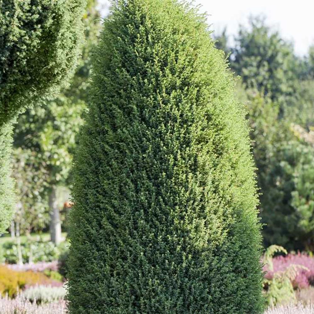 Ienupar columnar albastru-verzui Hibernica