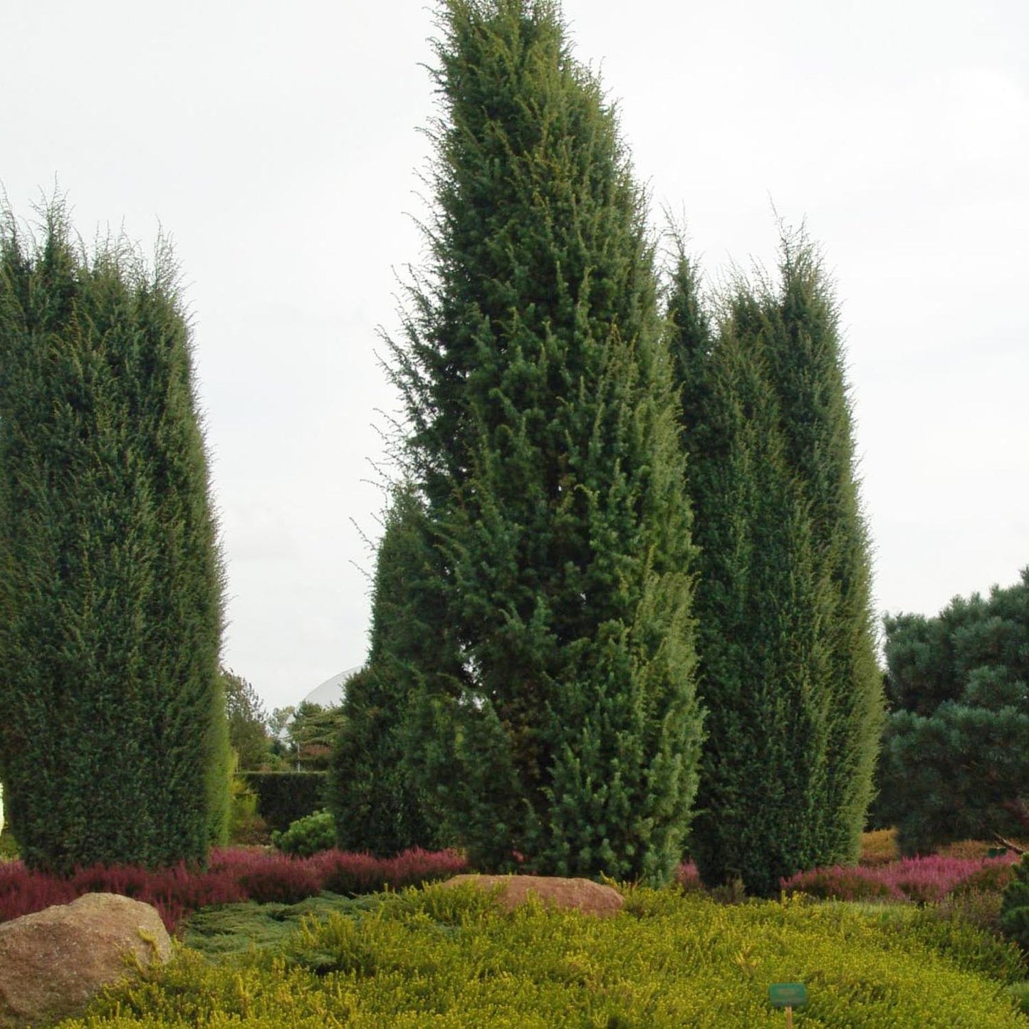 Ienupar columnar albastru-verzui Hibernica