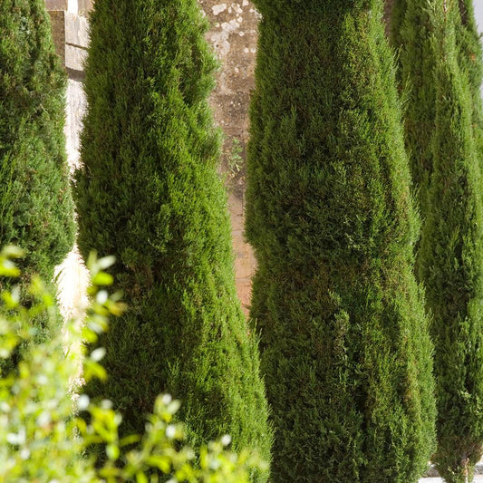 Ienupar columnar albastru-verzui Hibernica