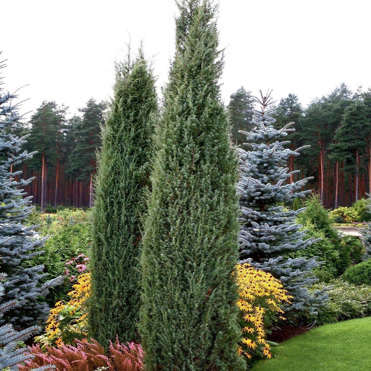 Ienupar columnar albastru-verzui Hibernica