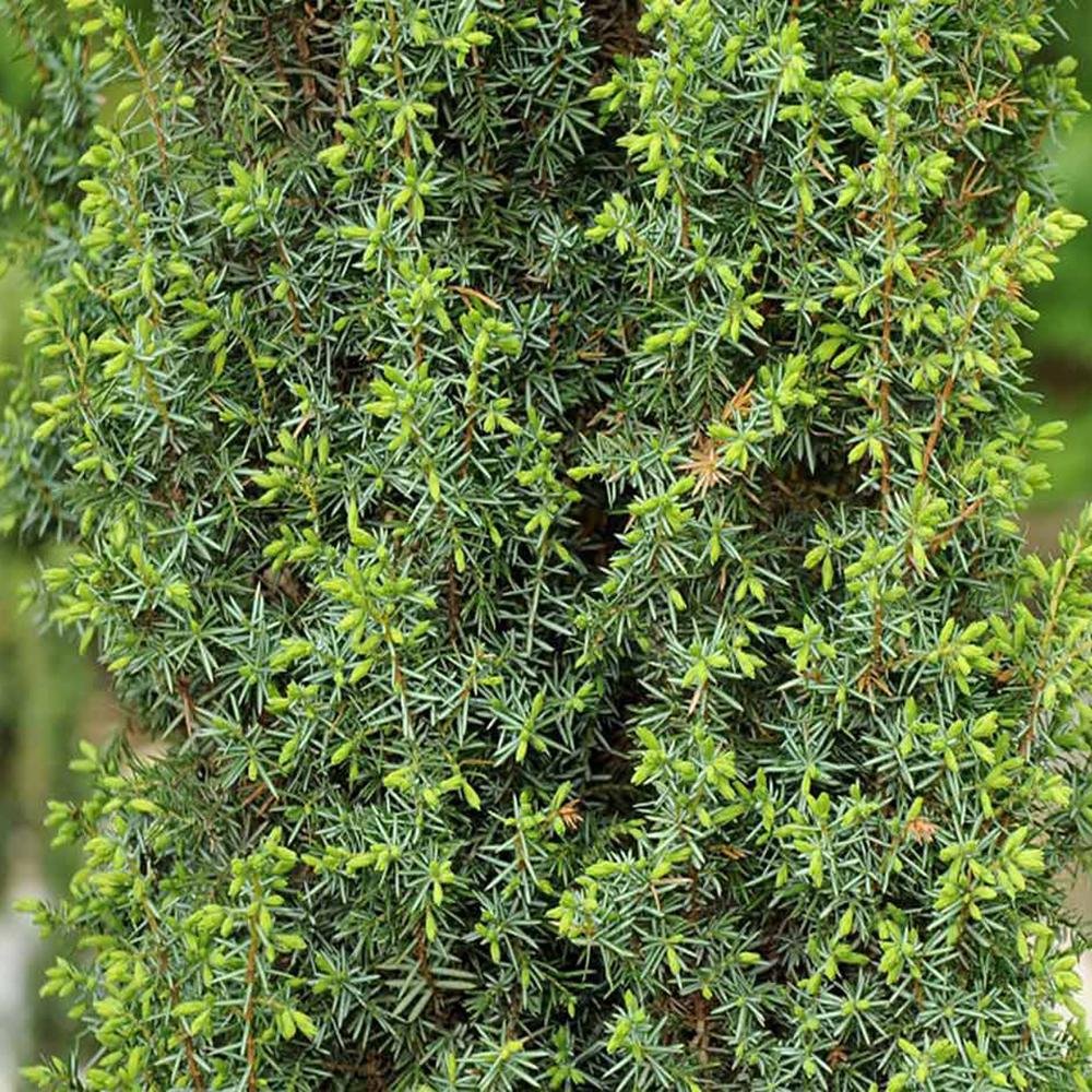 Ienupar columnar verde Comunis