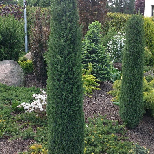 Ienupar columnar verde Comunis