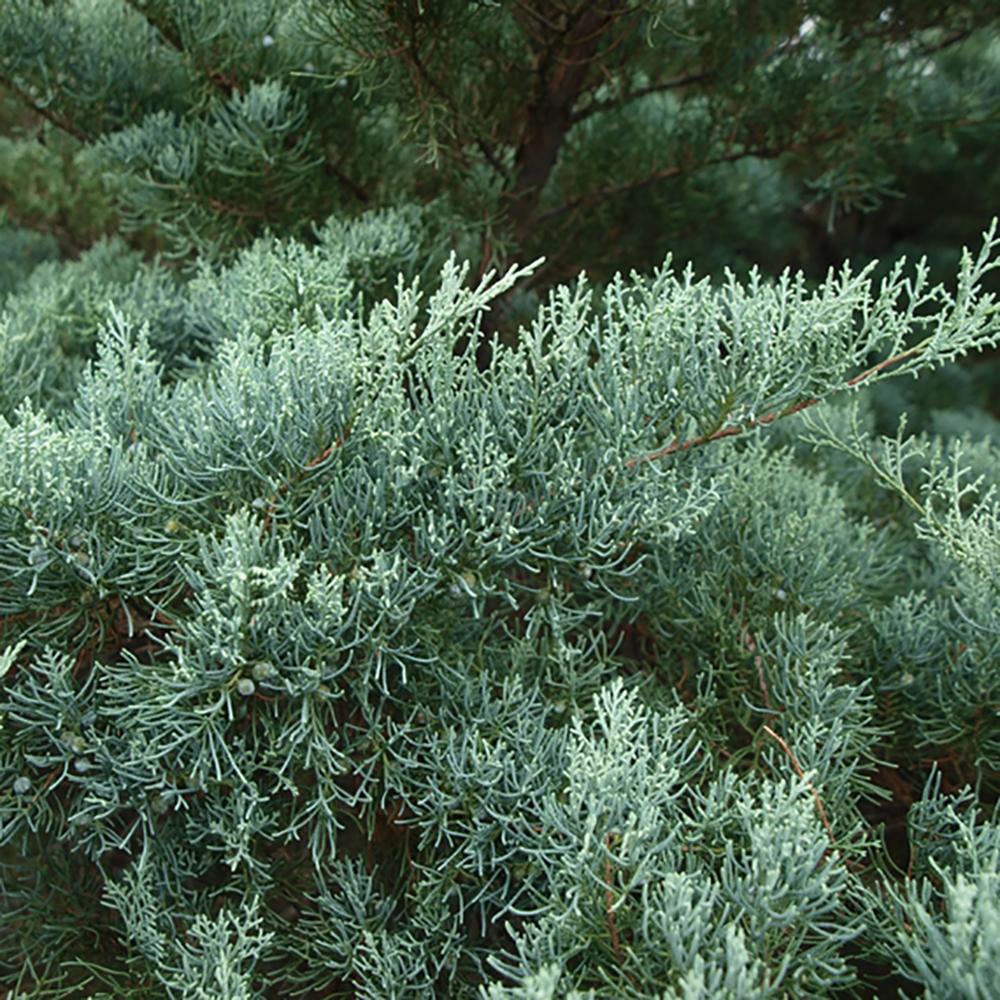 Ienupar columnar de virginia Glauca verde-albastru