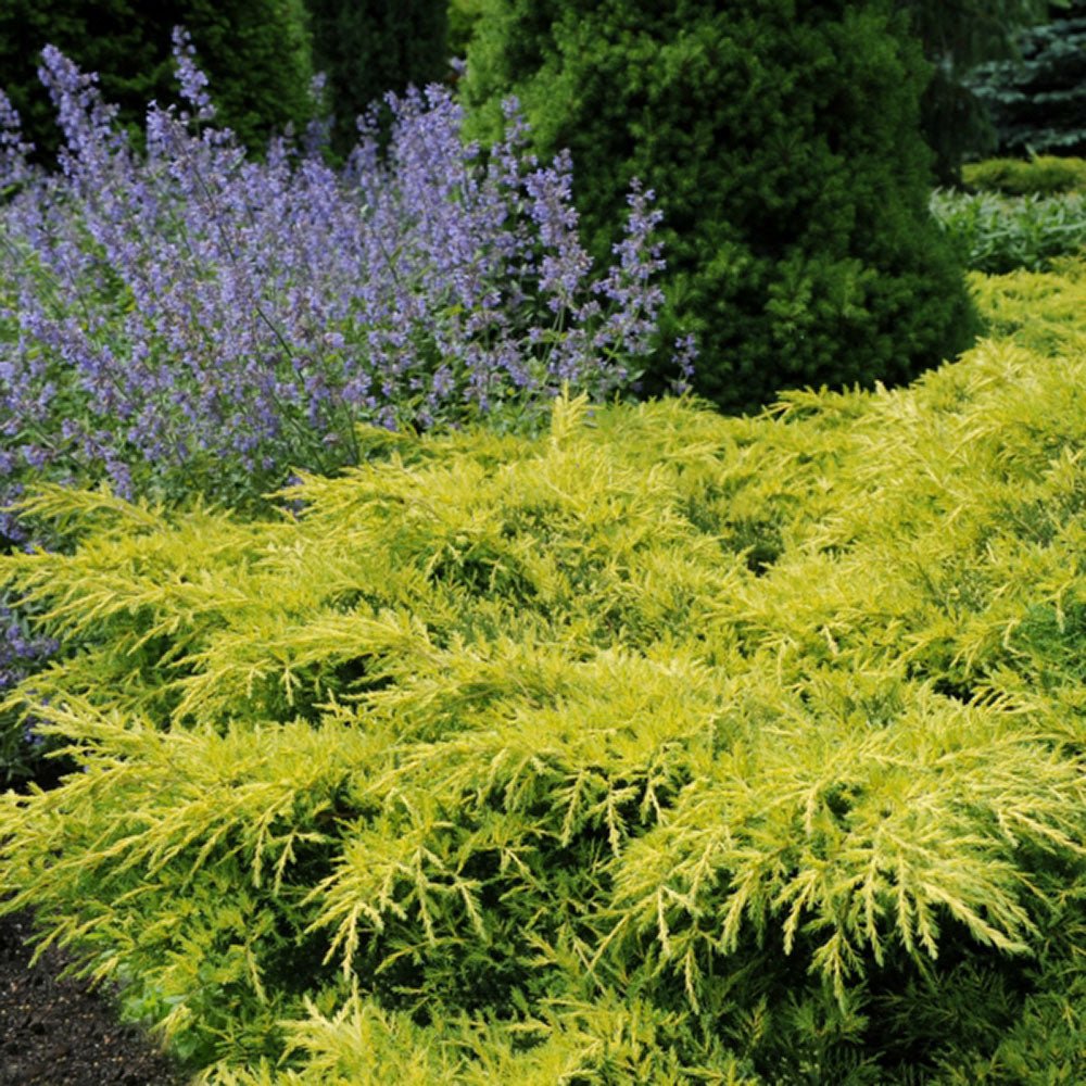 Ienupar tarator galben Gold Star