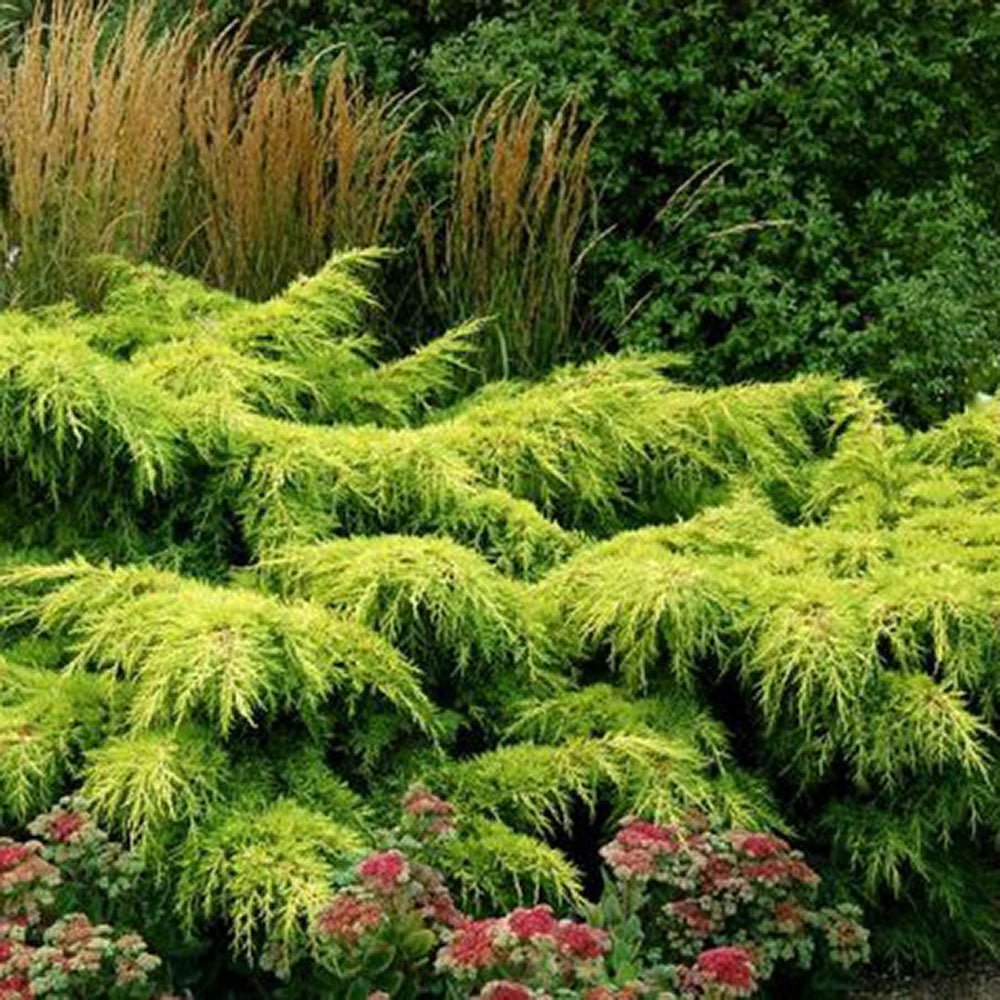 Ienupar tarator galben Gold Star