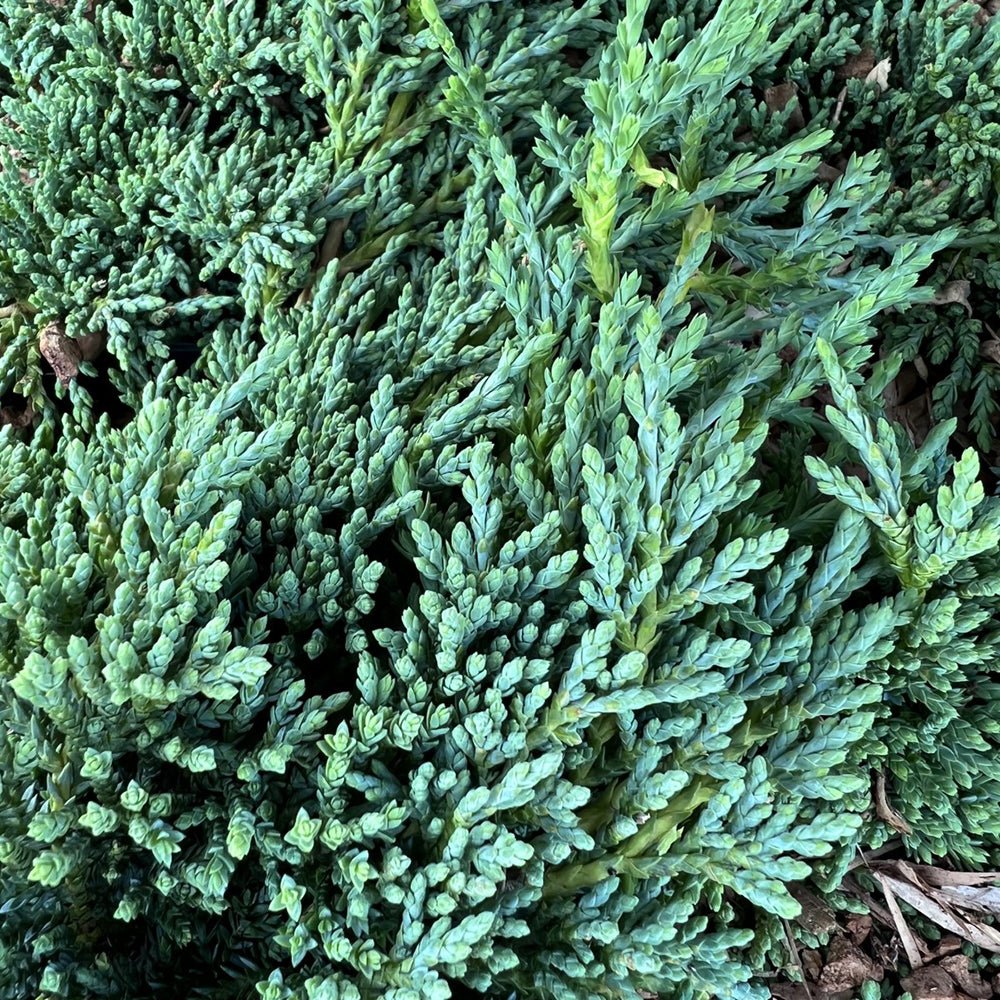 Ienupar tarator albastru-gheata Icee Blue