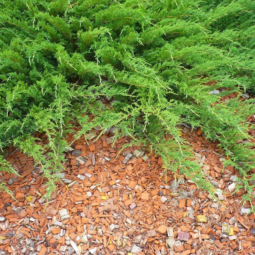 Ienupar tarator verde-argintiu Leningrad