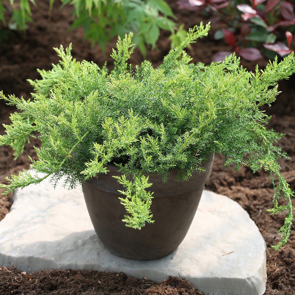 Ienupar tarator verde-argintiu Leningrad