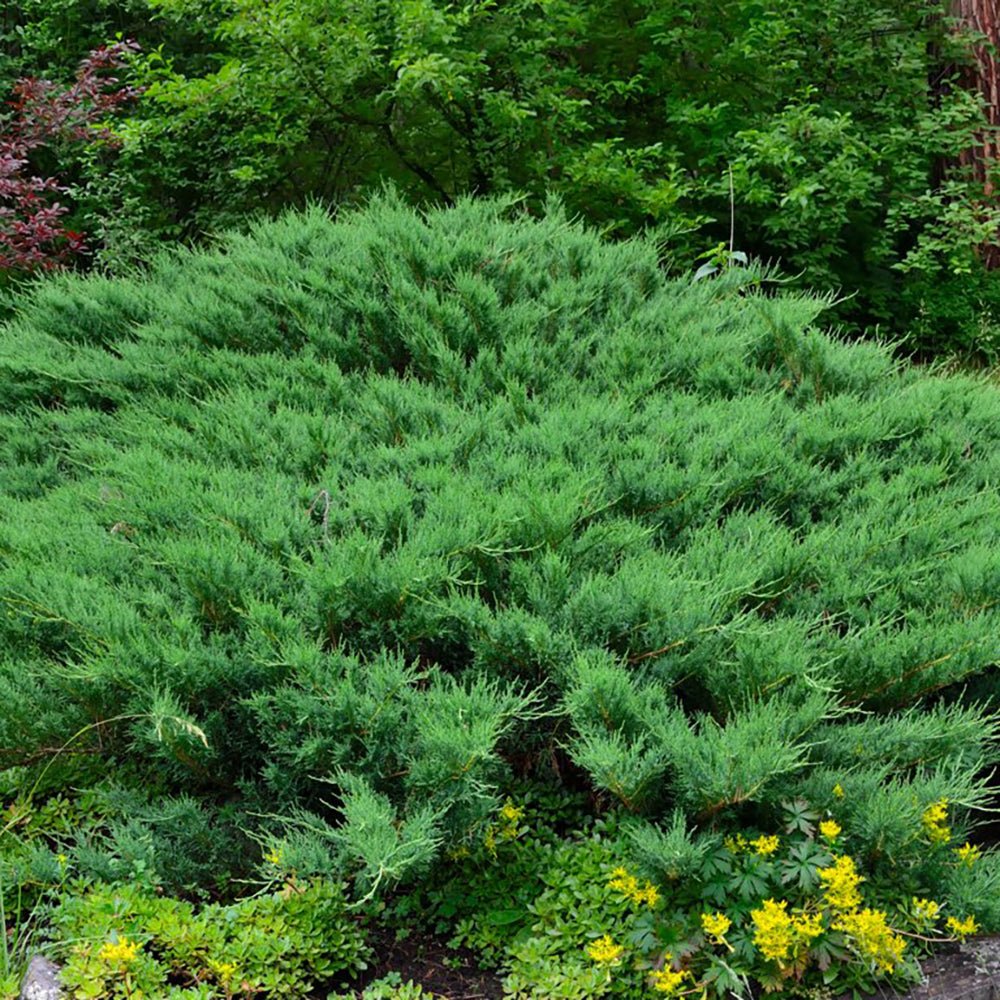 Ienupar tarator verde-argintiu Leningrad