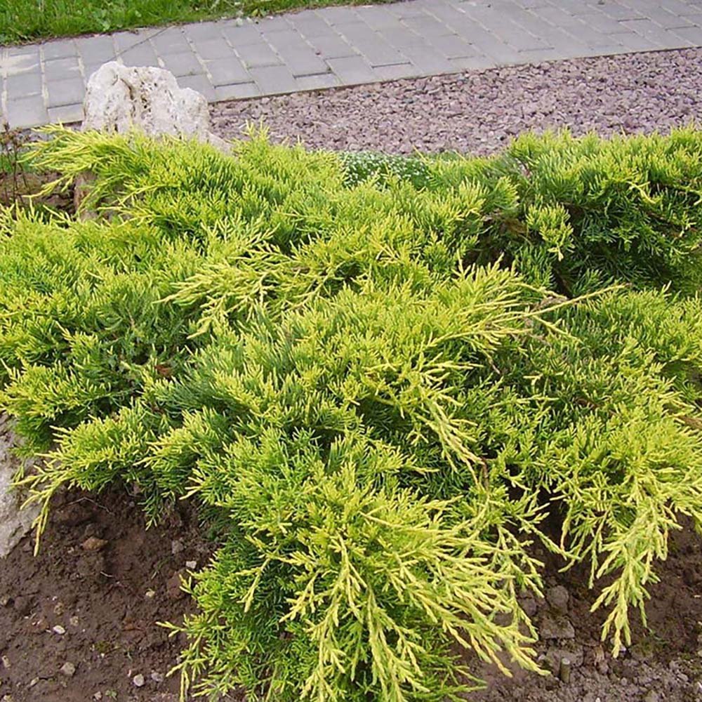 Ienupar tarator galben Gold Coast