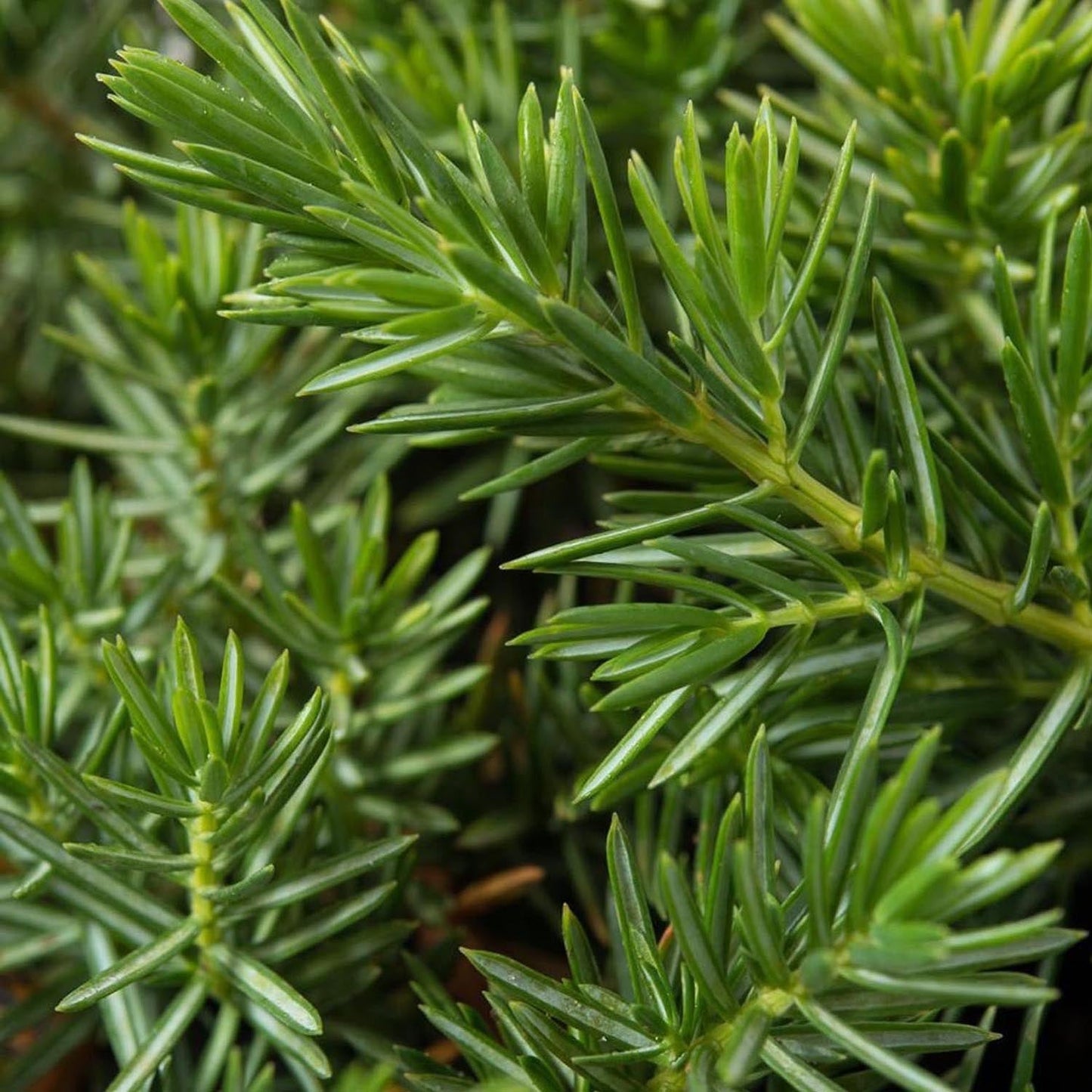 Ienupar tarator albastru-inchis Blue Pacific