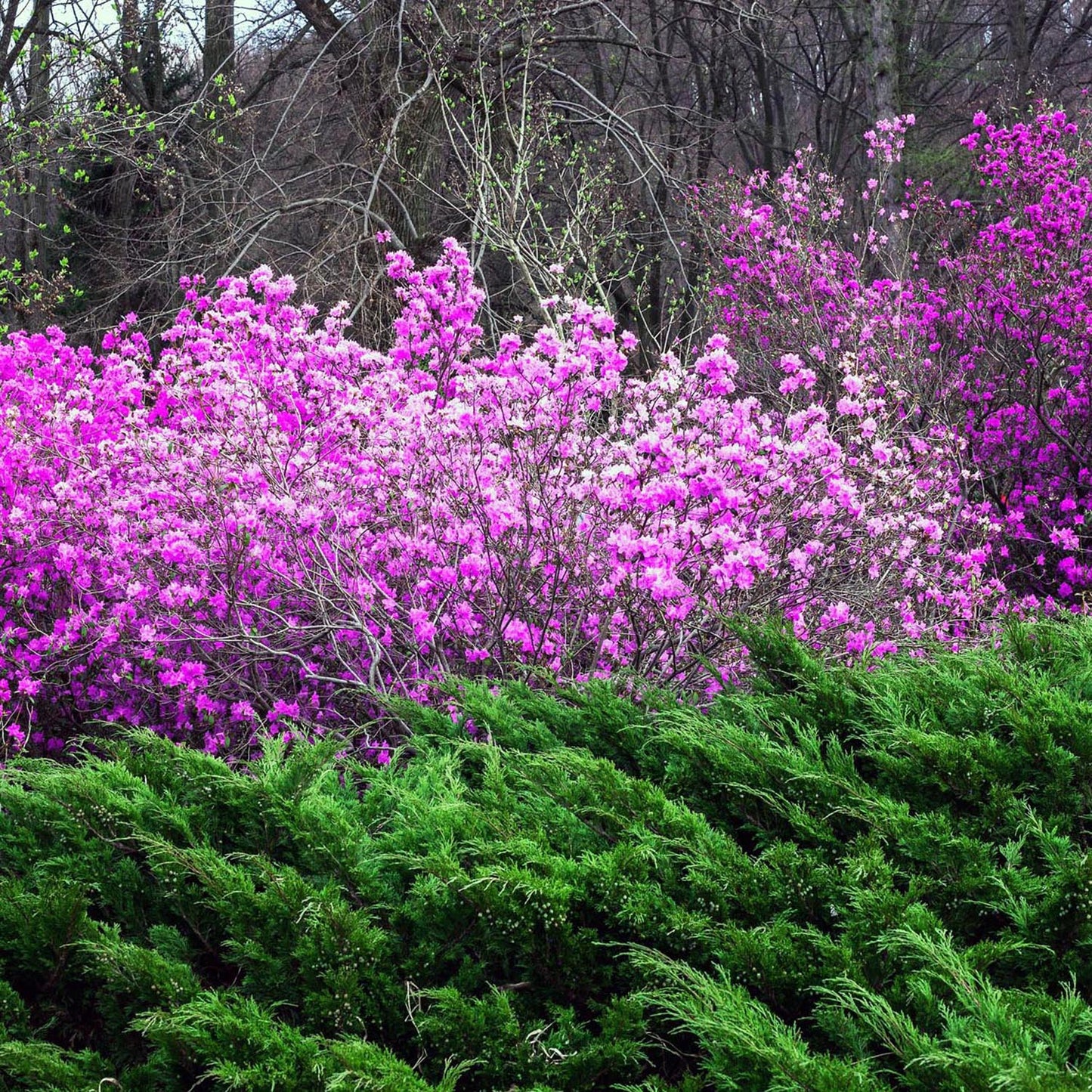 Ienupar tarator verde Mint Julep