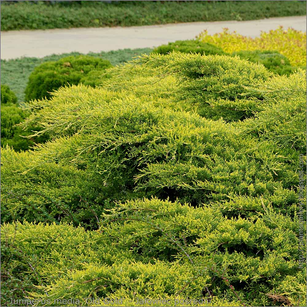 Ienupar tarator auriu Old Gold