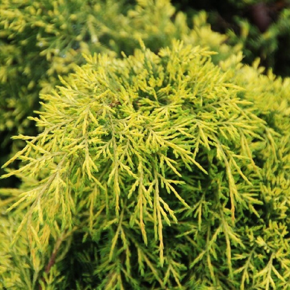 Ienupar tarator auriu Old Gold