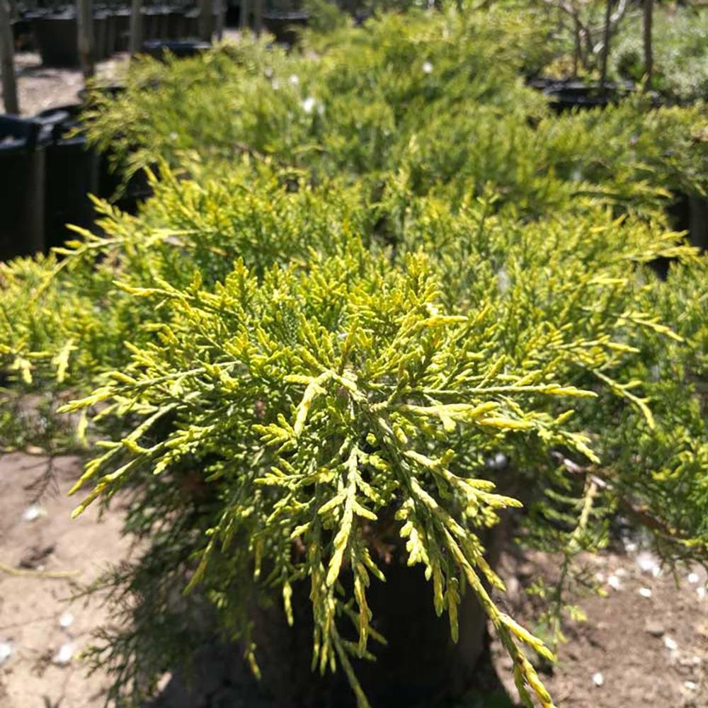 Ienupar Semi-Tarator galben Pfitzeriana Aurea