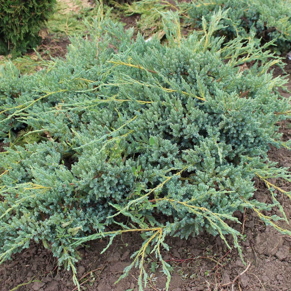 Ienupar tarator albastru-argintiu Blue Carpet