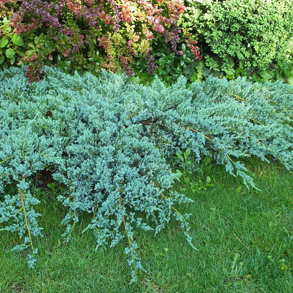 Ienupar tarator albastru-argintiu Blue Carpet