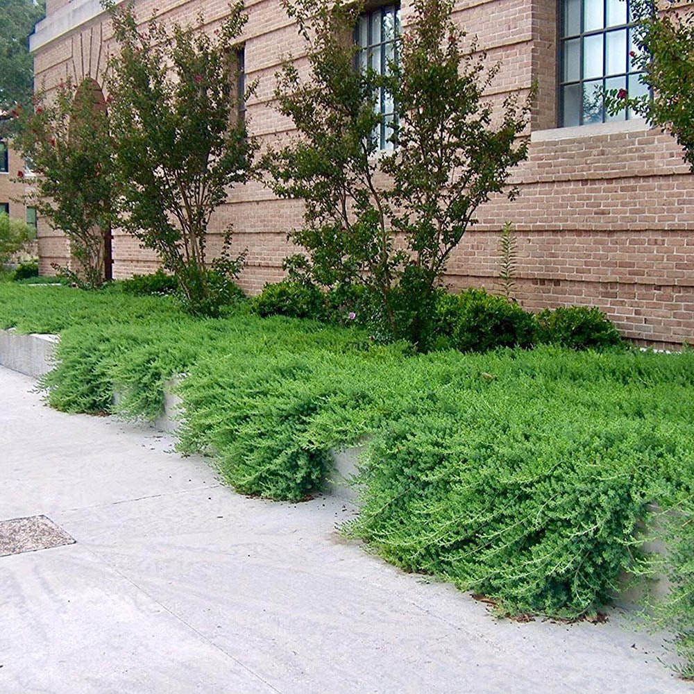 Ienupar tarator albastru-inchis Blue Pacific