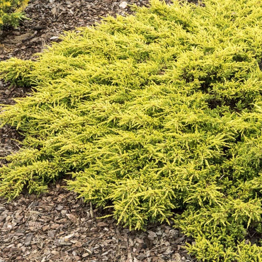 Ienupar tarator auriu Goldschatz