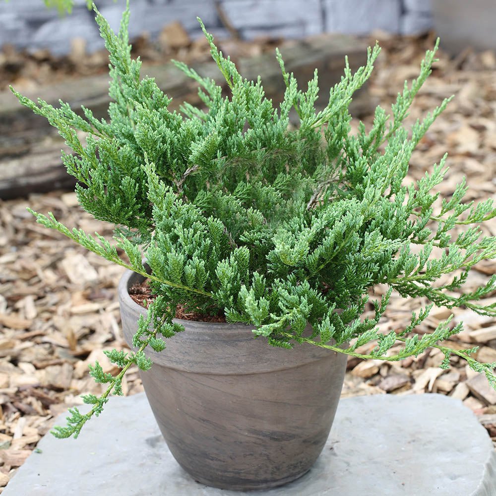 Ienupar tarator Albastru Blue Chip