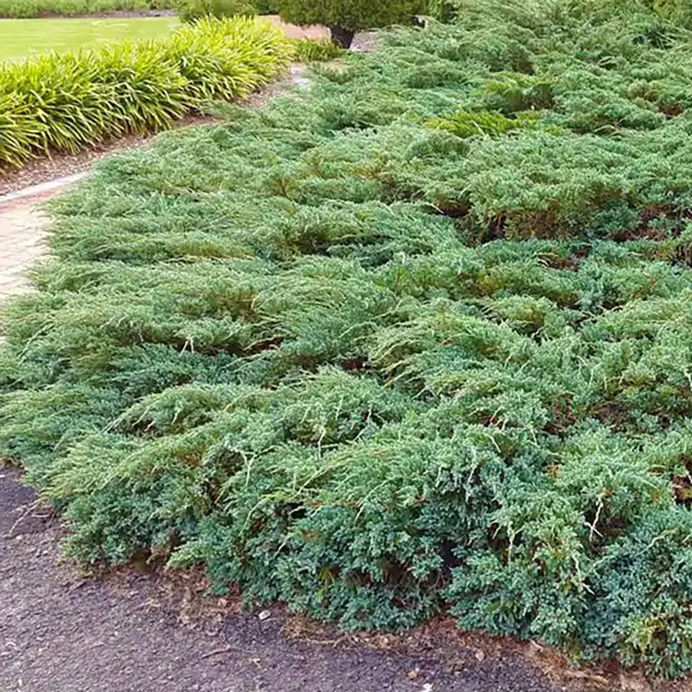 Ienupar tarator Albastru Blue Chip