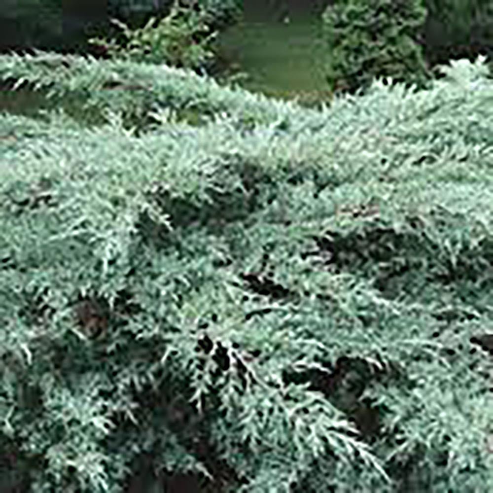 Ienupar tarator Albastru Blue Chip