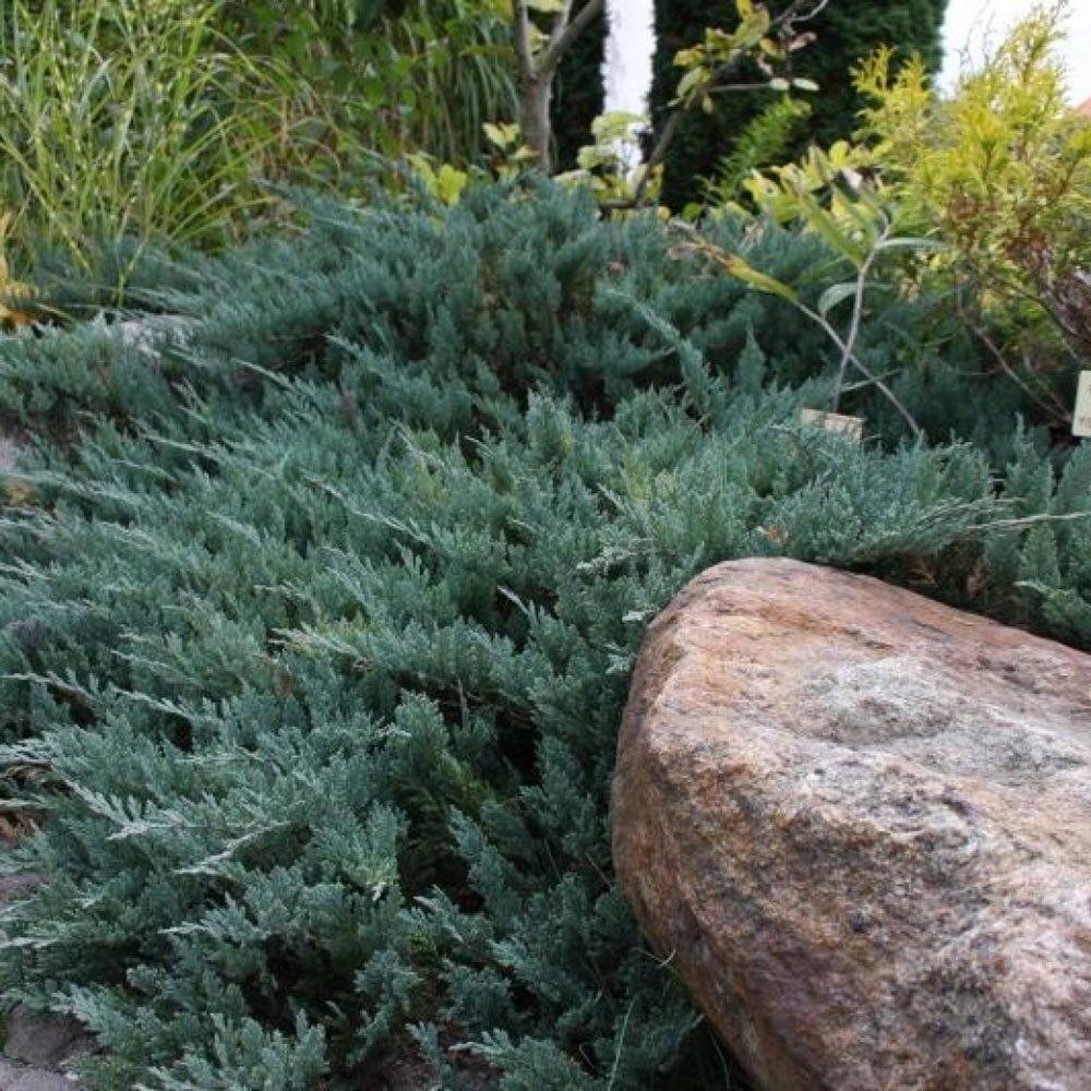 Ienupar tarator Albastru Blue Chip