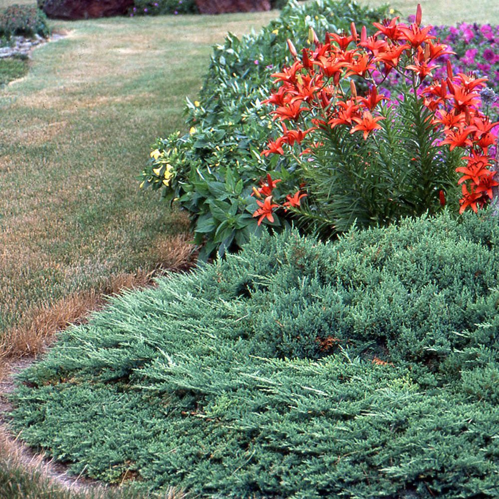 Ienupar tarator Albastru Blue Chip