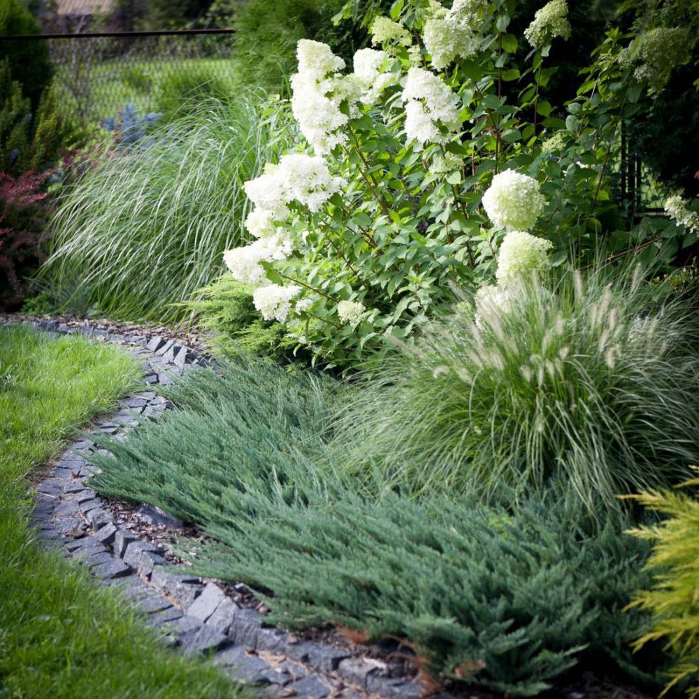 Ienupar tarator Albastru Blue Chip