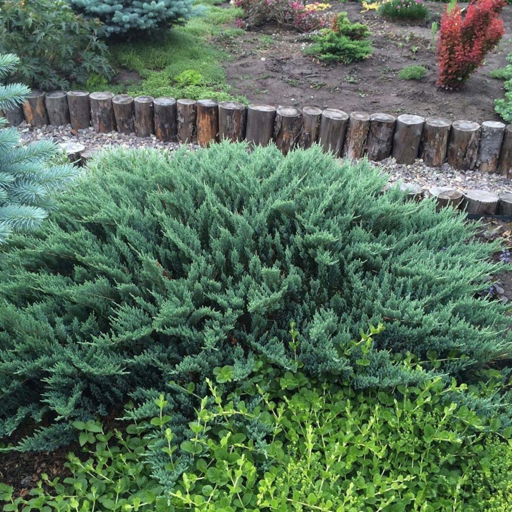 Ienupar tarator Albastru Blue Chip