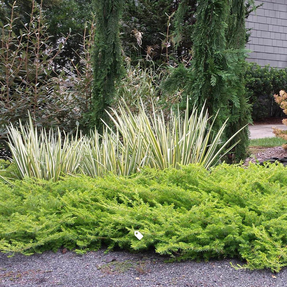 Ienupar tarator galben Gold Star