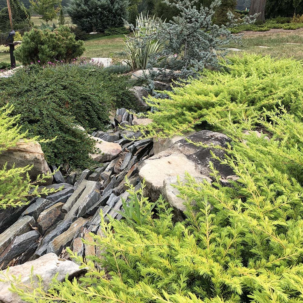 Ienupar tarator galben Gold Star