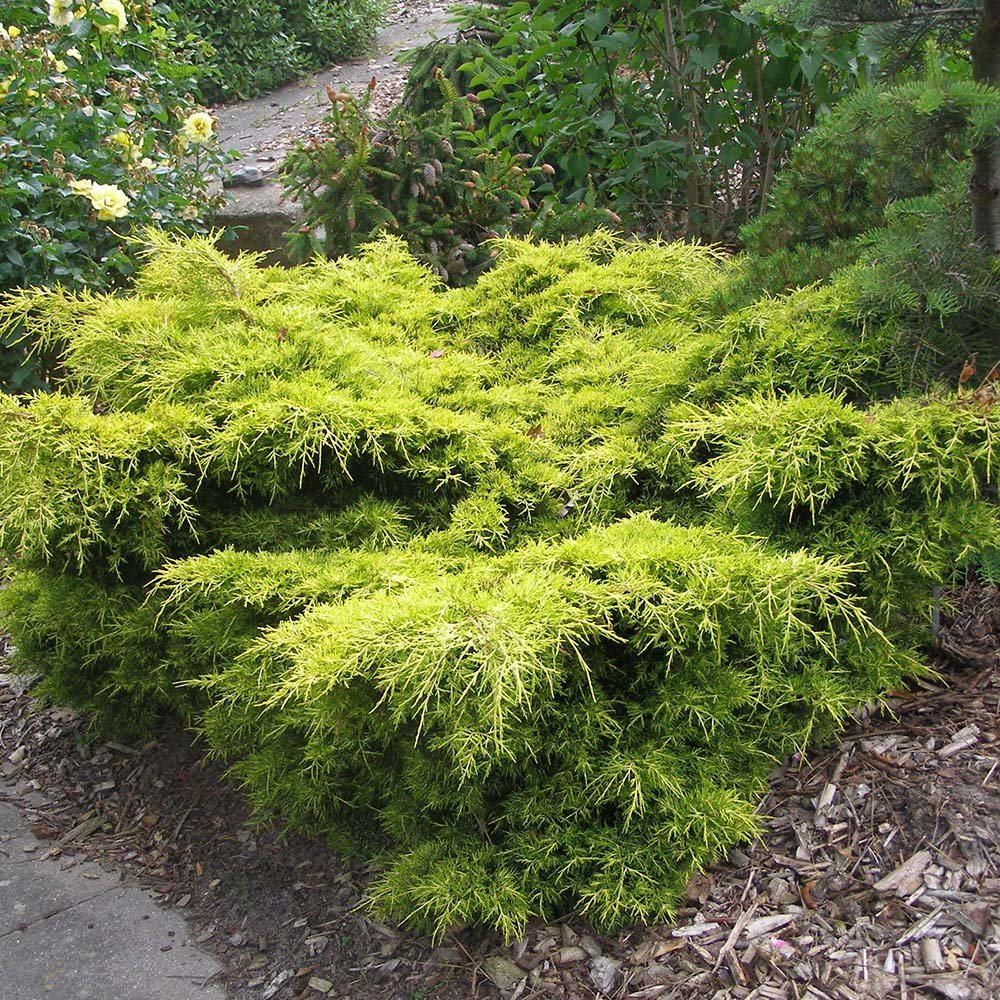 Ienupar tarator galben Gold Star