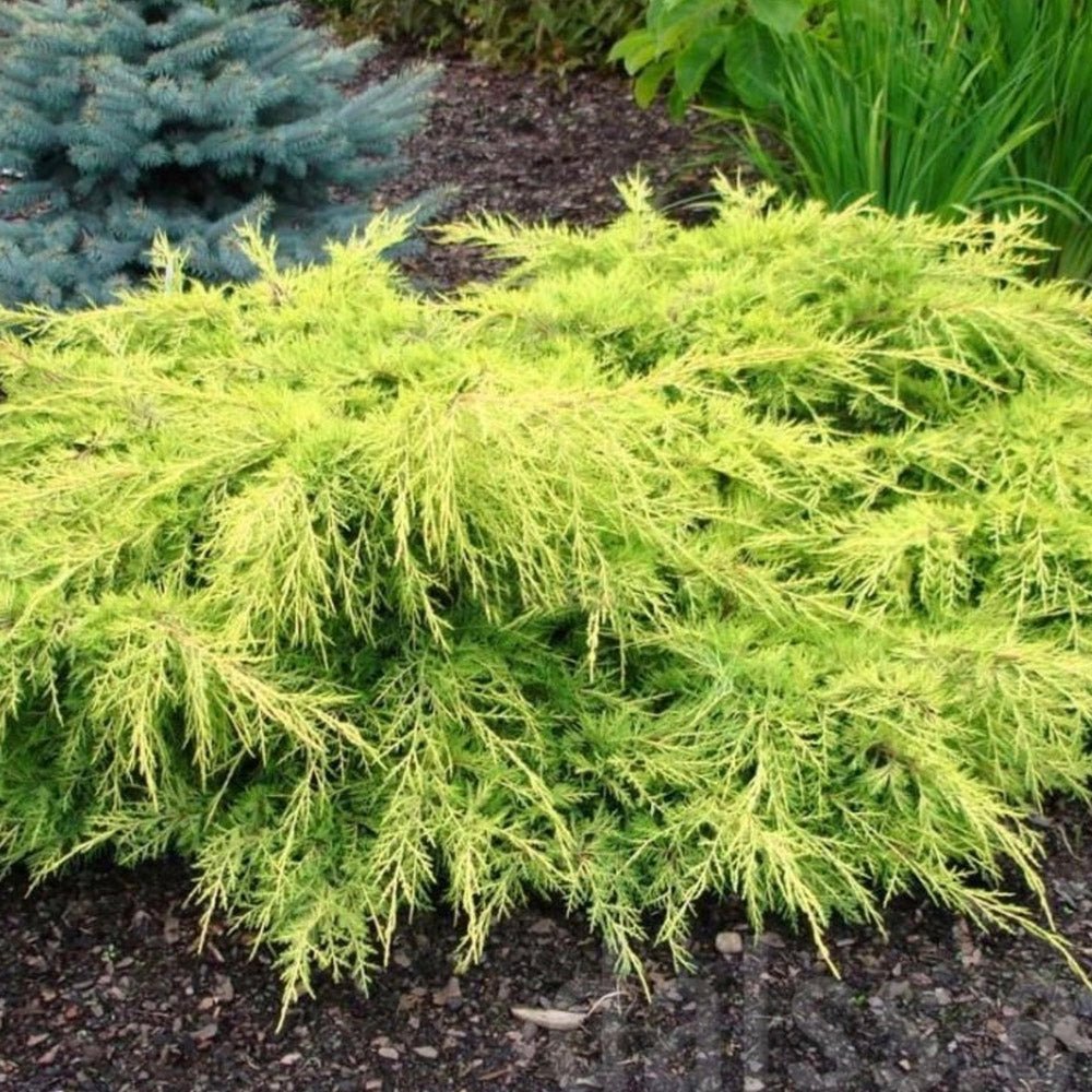 Ienupar tarator galben Gold Star