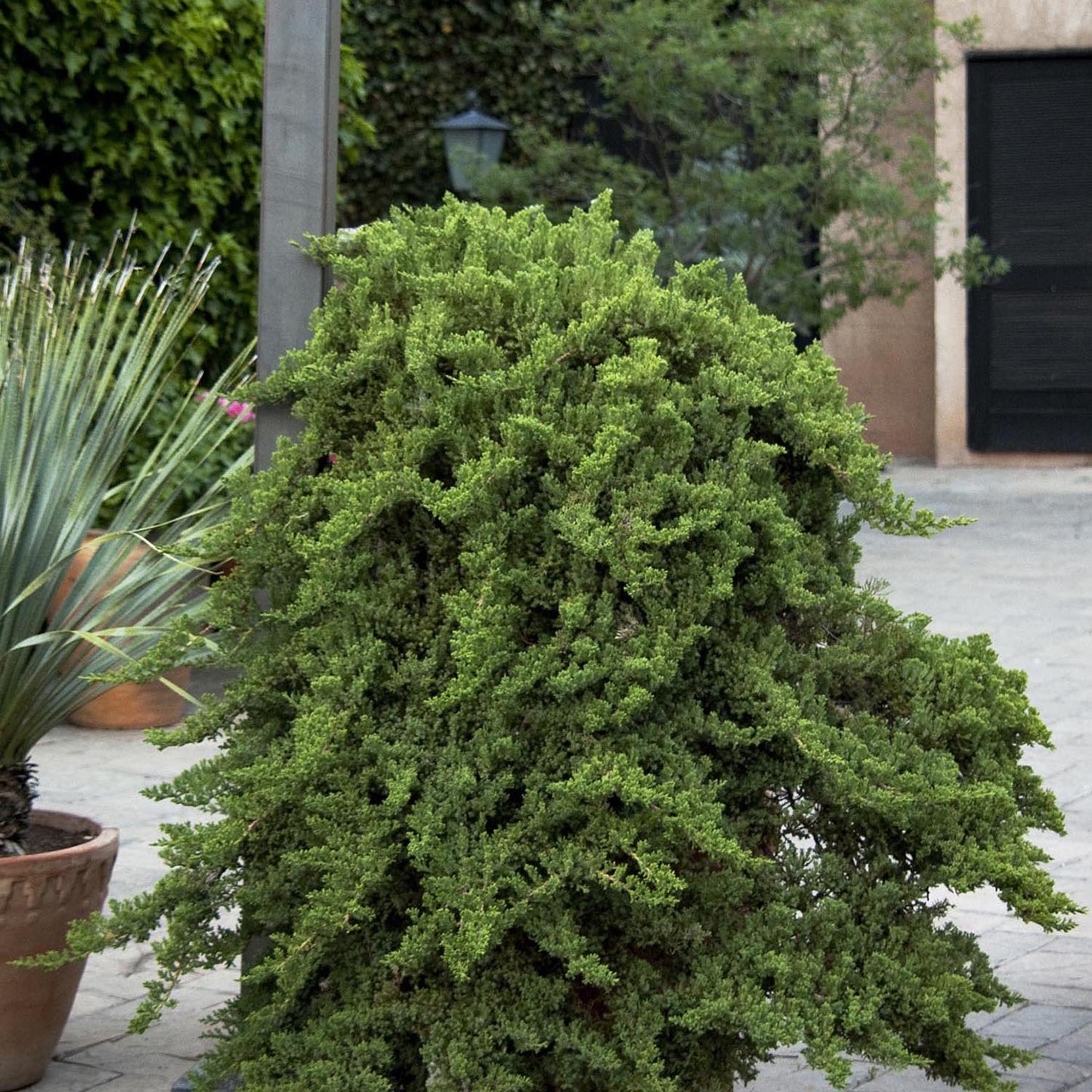 Ienupar Tarator verde-inchis Nana