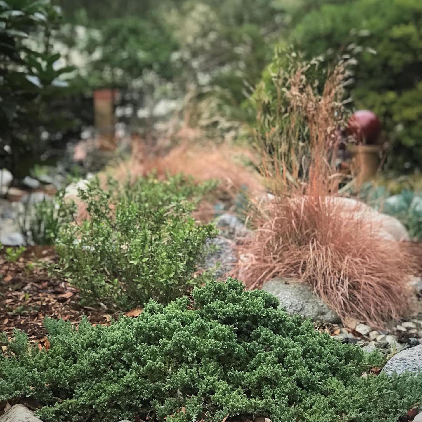 Ienupar Tarator verde-inchis Nana