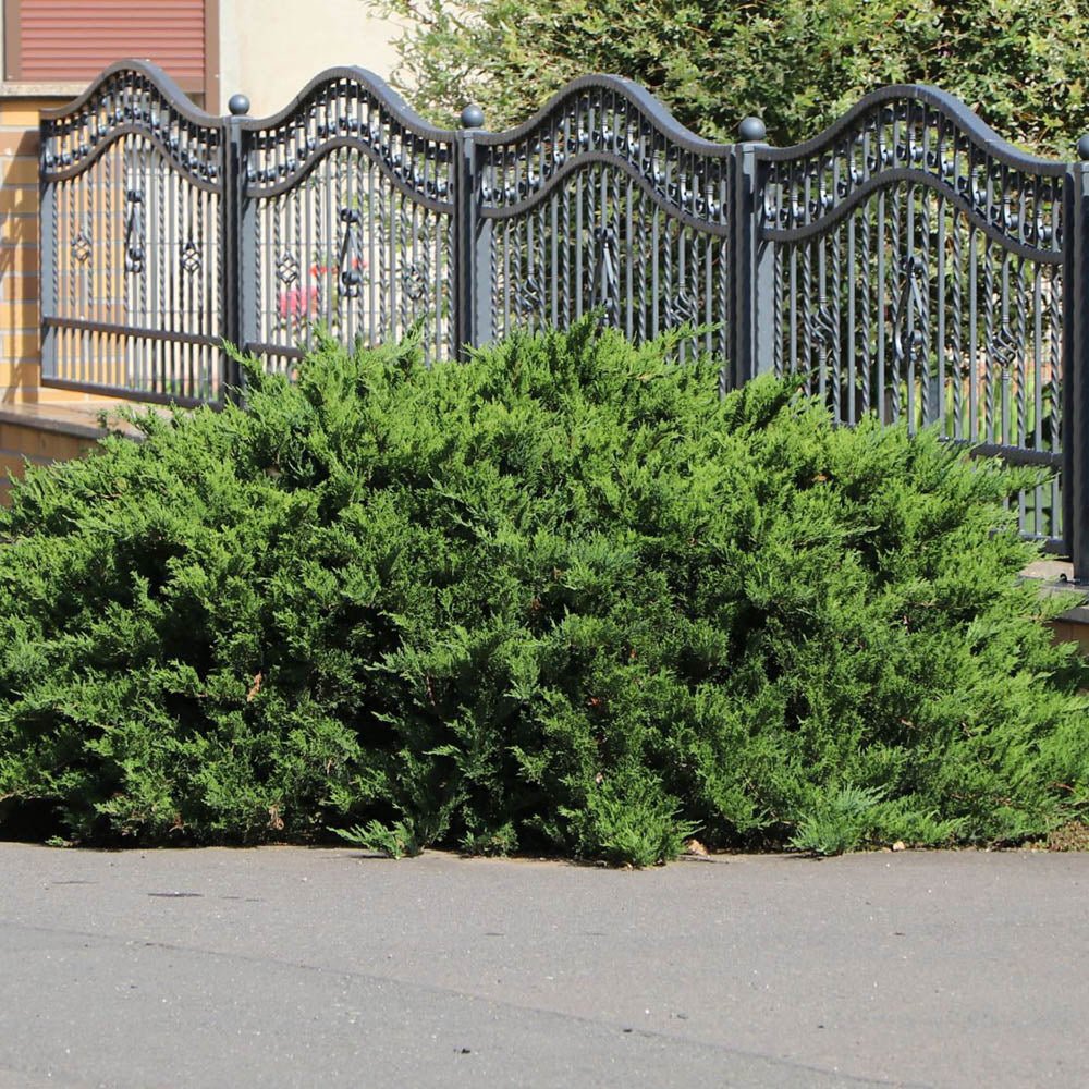 Ienupar tarator verde Mint Julep