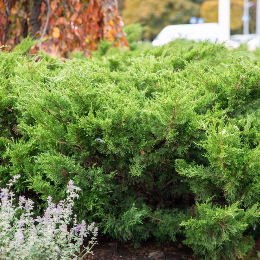 Ienupar tarator verde Mint Julep