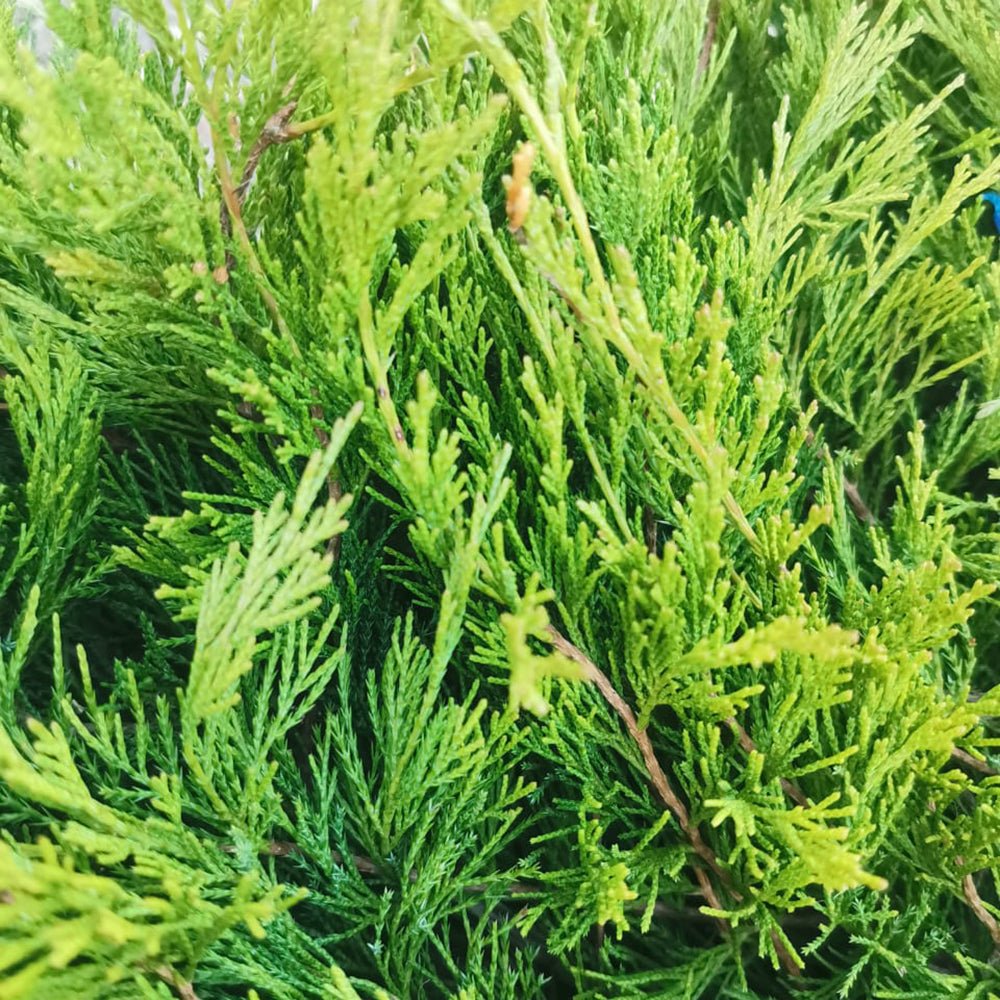 Ienupar tarator verde-auriu Wilhelm Pfitzer