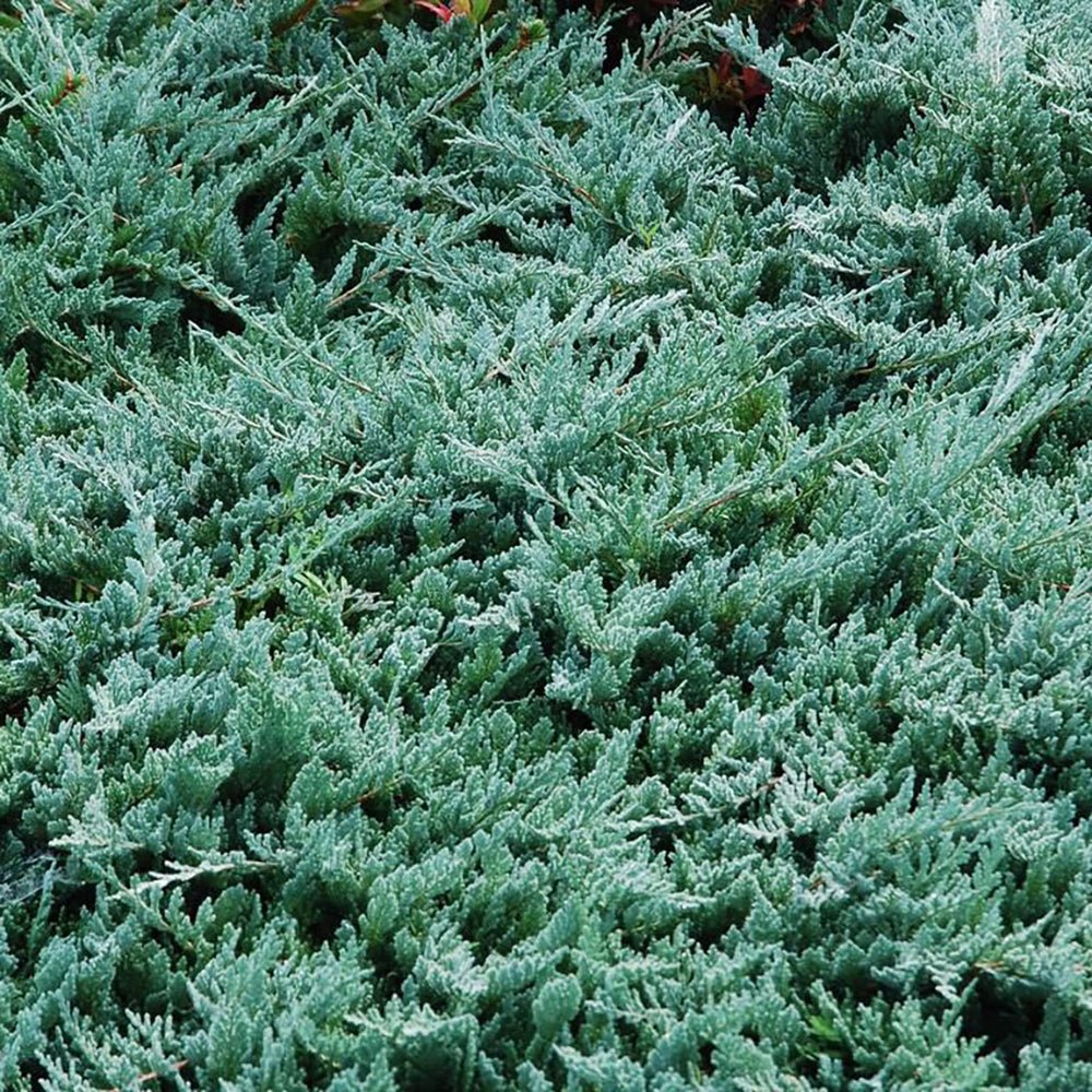 Ienupar tarator albastru-intens Wiltonii