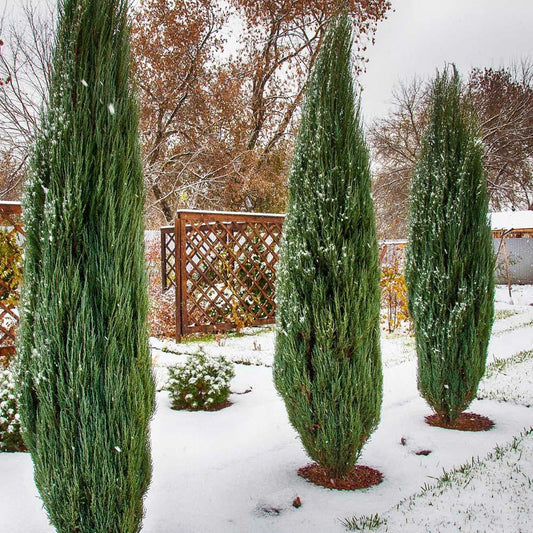 Ienupar columnar verde Arnold