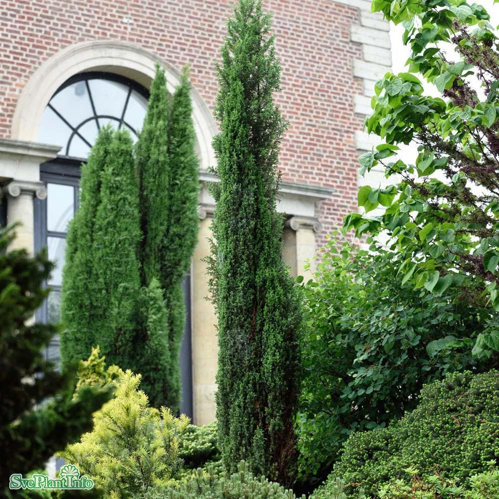 Ienupar columnar verde Arnold