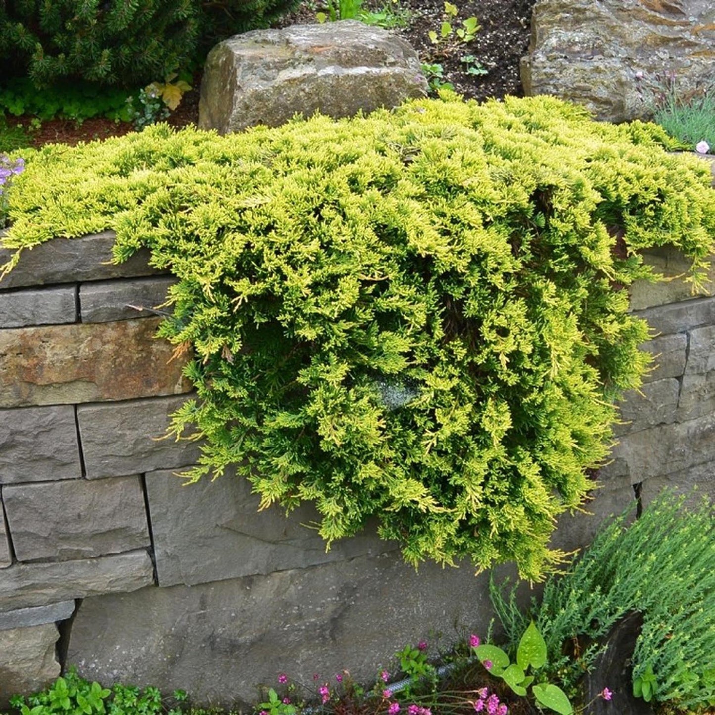 Ienupar Tarator galben Lemon Carpet