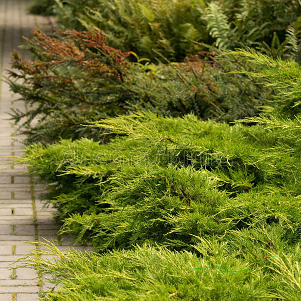 Ienupar tarator verde Prince Of Wales