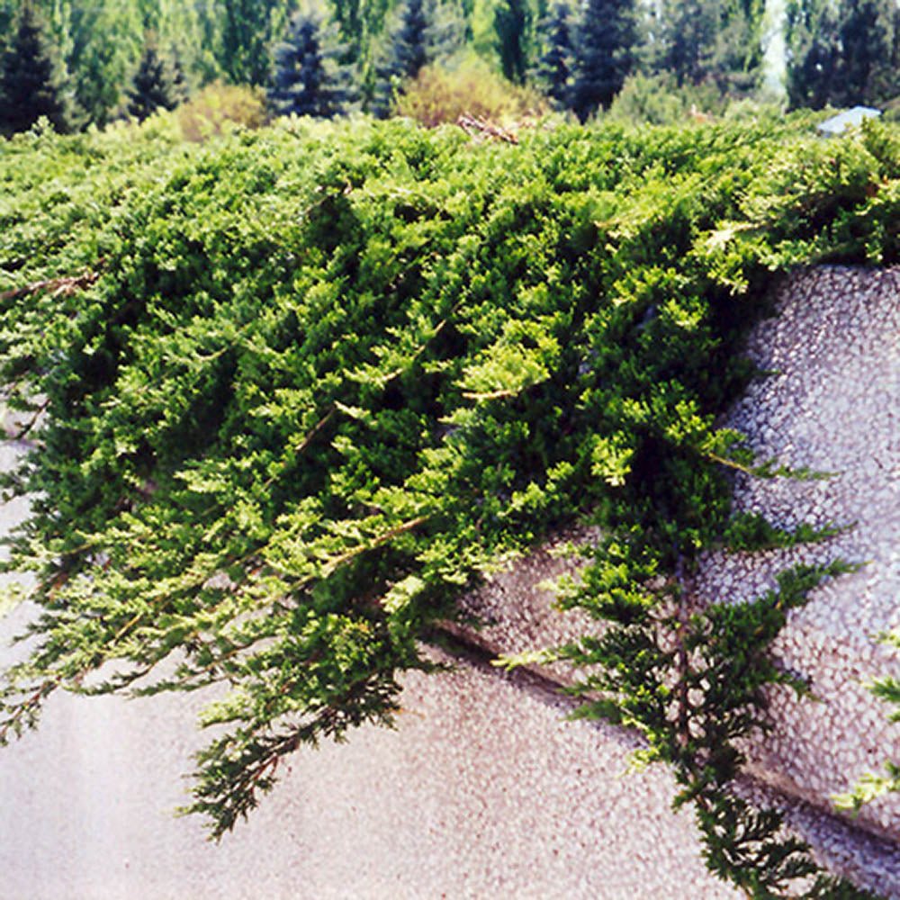 Ienupar tarator verde Prince Of Wales