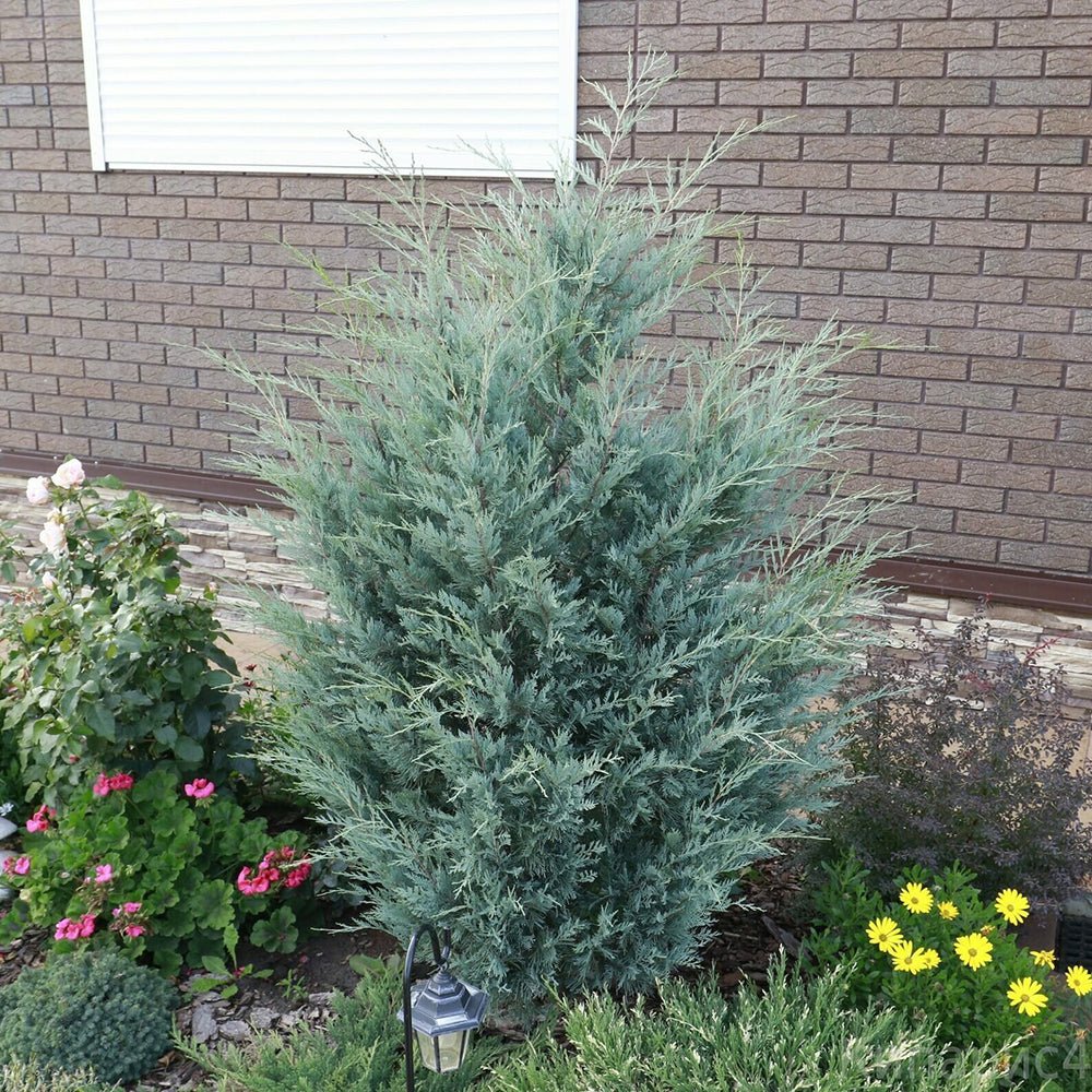 Ienupar columnar albastru-verzui Moonglow