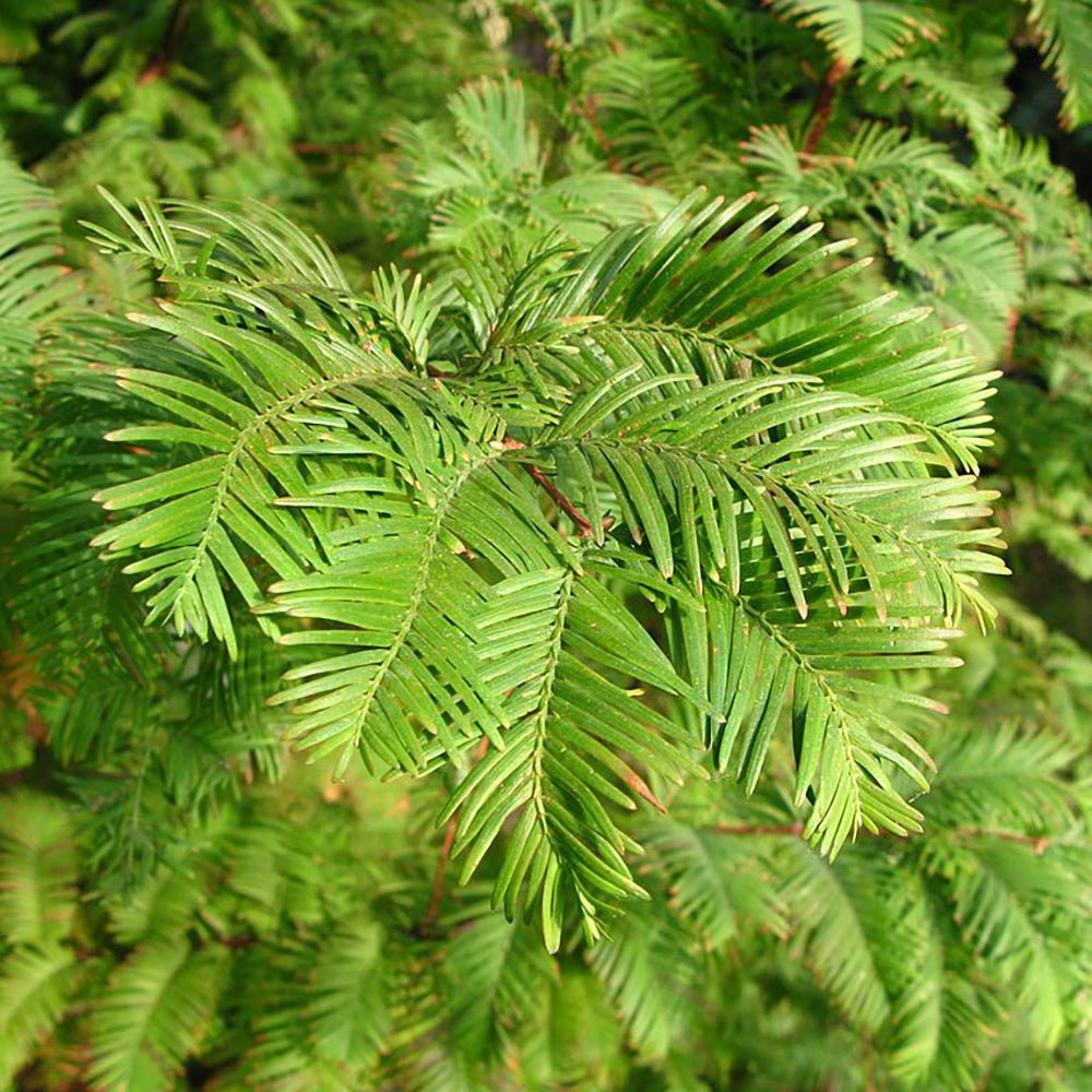 Arborele Sequoia Metasequoia Glyptostroboides