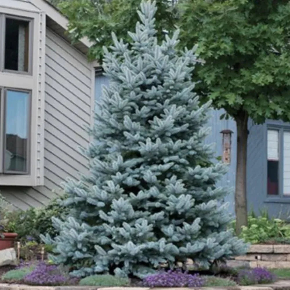 Molid Argintiu albastru Super Blue