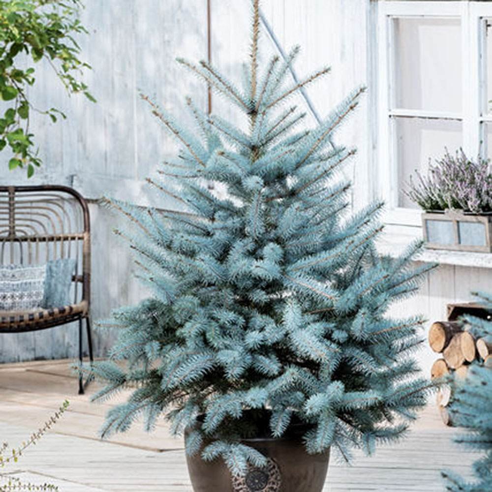 Molid Argintiu Blue Diamond