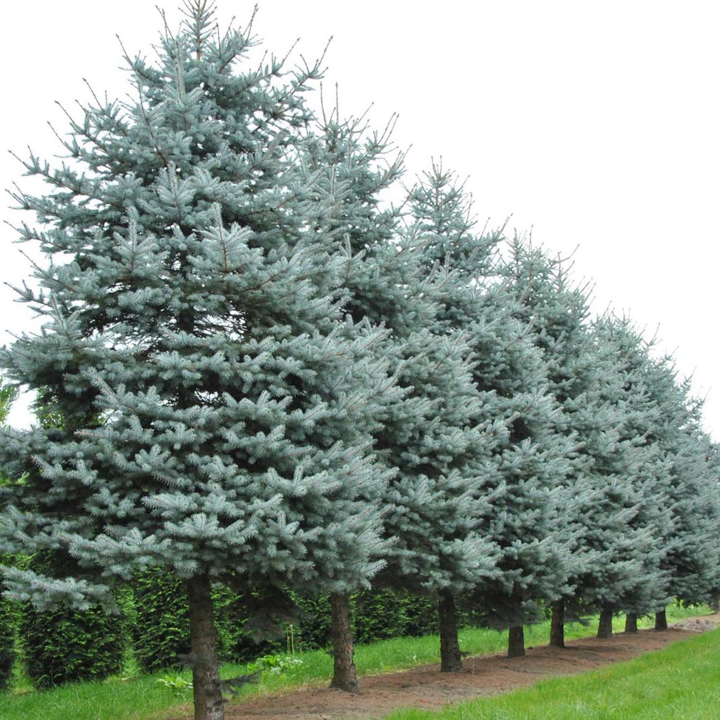 Molid Argintiu Blue Diamond